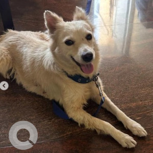 Found: White Female Indie Dog from Lane D Burning Ghat Road, Koregaon Park