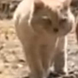 Found: Orange Male Indie Cat from Thambuchetty Road, Cox Town