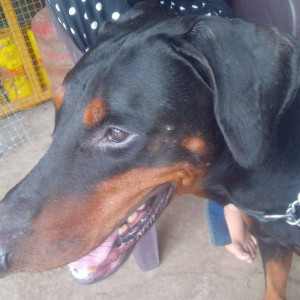 Found: Black and Brown Male Doberman Dog from Seven Bungalows, Versova, Andheri, Mumbai