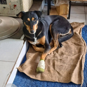 Missing: Black and Brown Female Indie Dog from Petrol pump opposite E-Square on Pune University Road