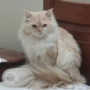 Missing: White Male Persian Cat from RT nagar 14th cross Kuvempu park