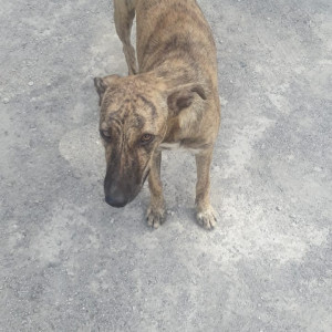 Missing: Black and Brown Female Indie Dog from Parakh Capital near Vaibhav Theatre Hadapsar