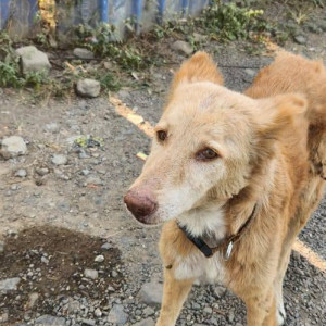 Missing: White-Brown Mix Female Indie Dog from Bavdhan Tasty tongue