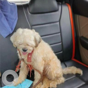 A White Shih Tzu Dog Found from JP Nagar, Bengaluru
