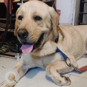Golden Male Labrador Dog is Found from Banglore Koramangala