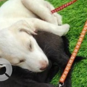 A White-Brown Mix Indie Dog Missing from Vimanapura, Bengaluru