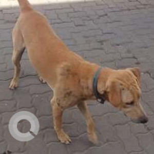 Found: Brown Male Indie Dog from Esquare, Pune University Road