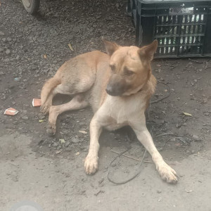 A White-Brown Mix Indie Dog Found from Hadapsar, Pune