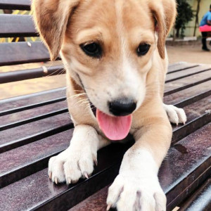 Missing: White-Brown Mix Male Indie Dog from Sector 21 garden, kamothe