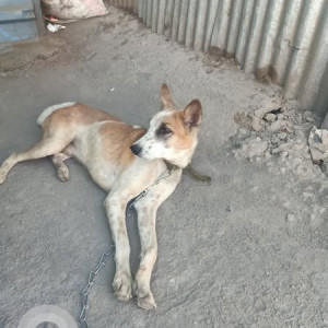 Found: White-Brown Mix Male Indie Dog from Dhayari near Majestic society