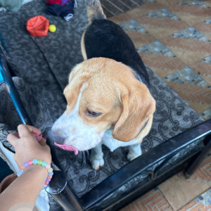 A White-Brown Mix Beagle Dog Found from Kothrud, Pune