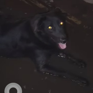 Found: Black Female Indie Dog from Wakad chowk