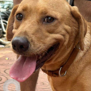 Found: Brown Female Indie Dog from Devi niwas Bldg , Near Sies College