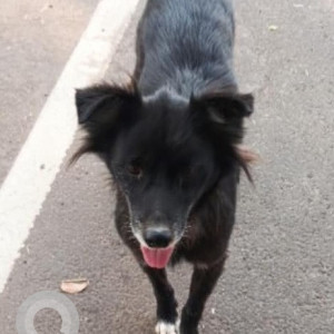 Found: Black Male Indie Dog from DT Mall in IT Park, Chandigarh