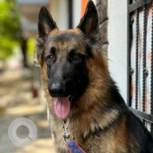 Found: Black and Brown Male German Shepherd Dog from Champapet, Koti, Hyderabad