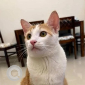 A White-Brown Mix Indie Cat Missing from BTM Layout, Bengaluru