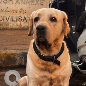 Found: Golden Male Labrador Dog from Road No 11, Gopush Annexe at Juhu