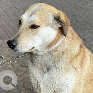 Found: White-Brown Mix Female Indie Dog from Koregaon Park