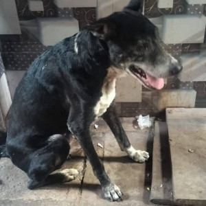 Found: Black and White Male Indie Dog from Chandivali  junction