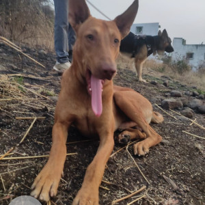Missing: Brown Male Indie Dog from Shivshambho nagar area in Katraj, Pune