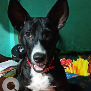 A Black and White Indie Dog Missing from Ram Nagar, Agartala