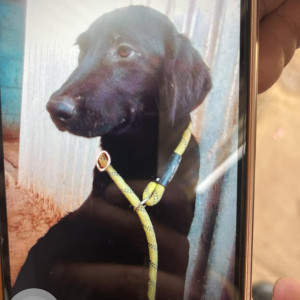 Missing: Black Male Indie Dog from Chikkabellandur, Carmelaram road