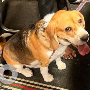 Found: White-Brown Mix Male Beagle Dog from Provident Park Square