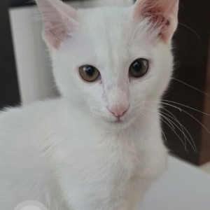 Missing: White Male Indie Cat from Vijay Nagar Colony, Porvorim, Goa