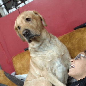 Missing: Golden Male Labrador Dog from Dayanand park jaripatka
