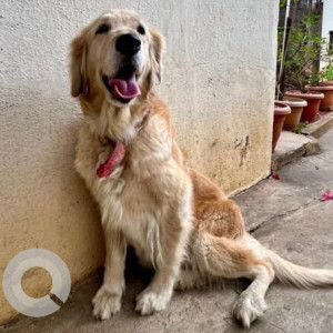 Found: Brown Female Golden Retriever Dog from Pushpanjali Theatre Road, Sultanpalya
