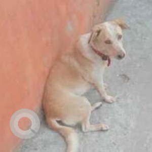 A White-Brown Mix Indie Dog Missing from Bengaluru