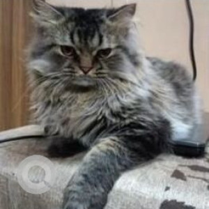 Missing: White and Grey Male Persian-Siberian mix Cat from Chembur Highway