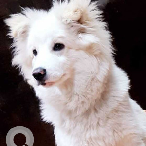 Missing: White Male Russian Spitz Dog from Niamatpur, Nawanshahr, Macchiwara to Center Rahon ( Punjab)