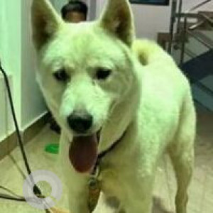 Found: White Female Husky Dog from 4th Cross Balachandra Layout, Babusapalya
