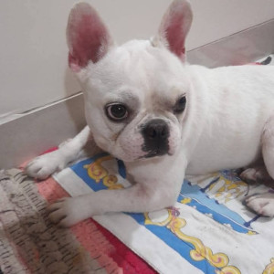 A White Bulldog Dog Found from Mukund Nagar, Pune