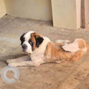 A White-Brown Mix Saint Bernard Dog Missing from JP Nagar, Bengaluru