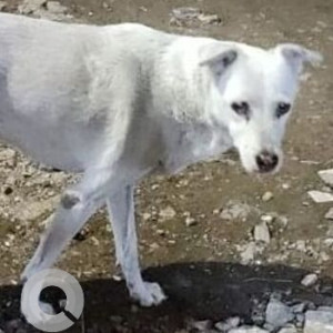 A White Indie Dog Missing from Lokmanya Nagar, Thane