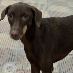Missing: Black and Brown Female Indie Dog from Abhiramapuram- Sriram colony