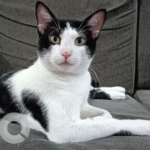 A Black and White Indie Cat Missing from Vile Parle, Mumbai