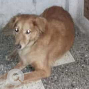 Found: Brown Male Indie Dog from Wanowrie Smashan Bhoomi, close to Jambhulkar Chowk