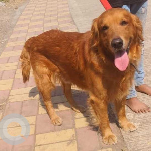 Found: Brown Male Golden Retriever Dog from Hadapsar