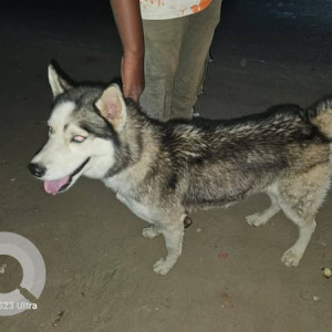 Found: Black and White Male Husky Dog from Kannur, Bengaluru