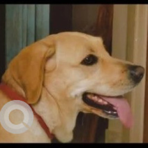 A Golden Labrador Dog Missing from Puttenahalli, Bengaluru