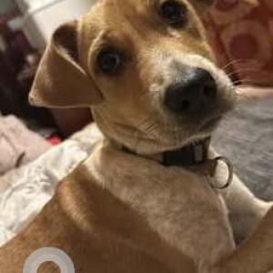 A White-Brown Mix Indie Dog Missing from Koramangala, Bengaluru