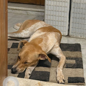 Missing: White-Brown Mix Female Indie Dog from Site 46 , Doddanagamangala Village, Bengaluru, Karnataka