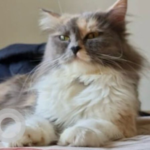 Missing: White-Brown Mix Female Persian Cat from Sapna Nagari Housing Society, near Gurudwara Chowk