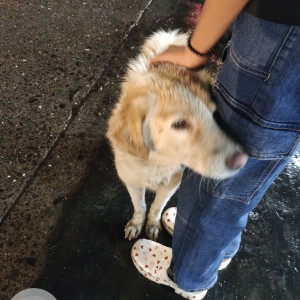 A White-Brown Mix Pomeranian Dog Found from Mulund West, Mumbai