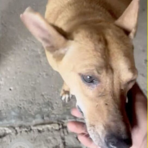 A White-Brown Mix Indie Dog Missing from Madhopura, Ghaziabad