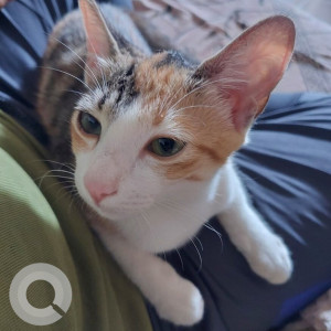 A Black and White Calico Cat Missing from Bengaluru