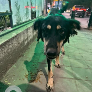 Found: Black and Brown Male Indie Dog from Balewadi  Dasra chowk